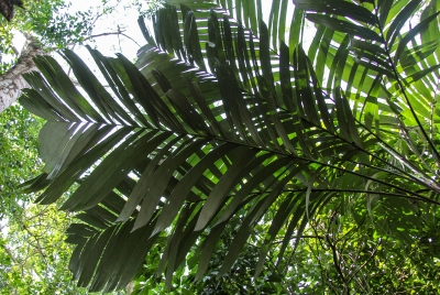 Carara National Park, Costa Rica 2013